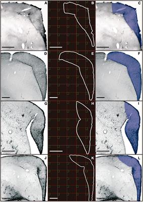 Shorebirds’ Longer Migratory Distances Are Associated With Larger ADCYAP1 Microsatellites and Greater Morphological Complexity of Hippocampal Astrocytes